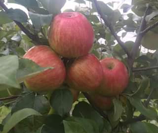 Apples